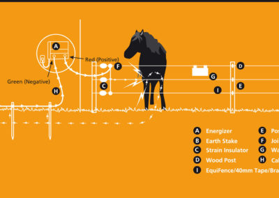 GALL_Equine_FINAL 3