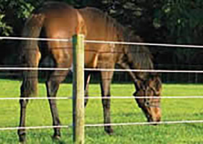 equine
